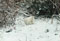 still digging in the snow