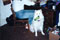 laika and ricq #1