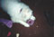 laika and her kitty