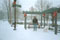 laika and ricq and snow