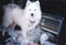 laika wearing her holiday bells