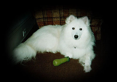 laika and her squeak
