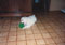 laika and her ball #2