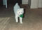 laika and her ball #3