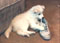 laika discovers sneakers
