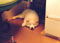 first harp seal impression