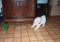 laika and her ball