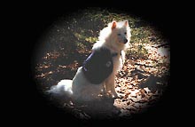 Visit our dog hiking page