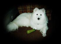 Visit Laika's page