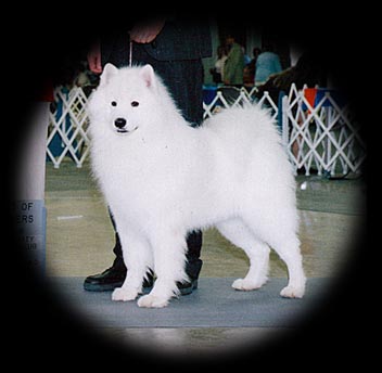 mazzy in the show ring