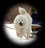 Jasper